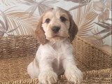 4 chiots Cocker Spaniel Anglais non LOF nés en mai 2026 à vendre