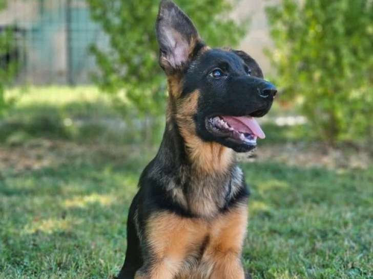 Deux chiots Berger Allemand LOF nés en février 2026 à vendre