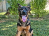 Deux chiots Berger Allemand LOF nés en février 2026 à vendre