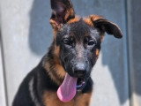 Deux chiots Berger Allemand LOF nés en février 2026 à vendre