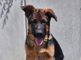 Deux chiots Berger Allemand LOF nés en février 2026 à vendre
