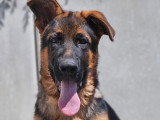 Deux chiots Berger Allemand LOF nés en février 2026 à vendre
