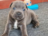 6 chiots Staffordshire Bull Terrier LOF à réserver