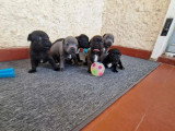 6 chiots Staffordshire Bull Terrier LOF à réserver
