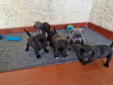 6 chiots Staffordshire Bull Terrier LOF à réserver