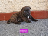 6 chiots Staffordshire Bull Terrier LOF à réserver