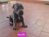 6 chiots Staffordshire Bull Terrier LOF à réserver
