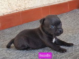 6 chiots Staffordshire Bull Terrier LOF à réserver
