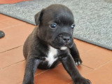 6 chiots Staffordshire Bull Terrier LOF à réserver
