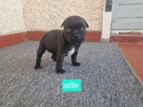 6 chiots Staffordshire Bull Terrier LOF à réserver