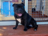 6 chiots Staffordshire Bull Terrier LOF à réserver