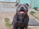 6 chiots Staffordshire Bull Terrier LOF à réserver