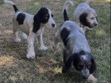 Portée de 3 Cocker Anglais non LOF nés en mai 2026 à vendre