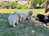 5 chiots Samoyède non LOF de mai 2026 à vendre