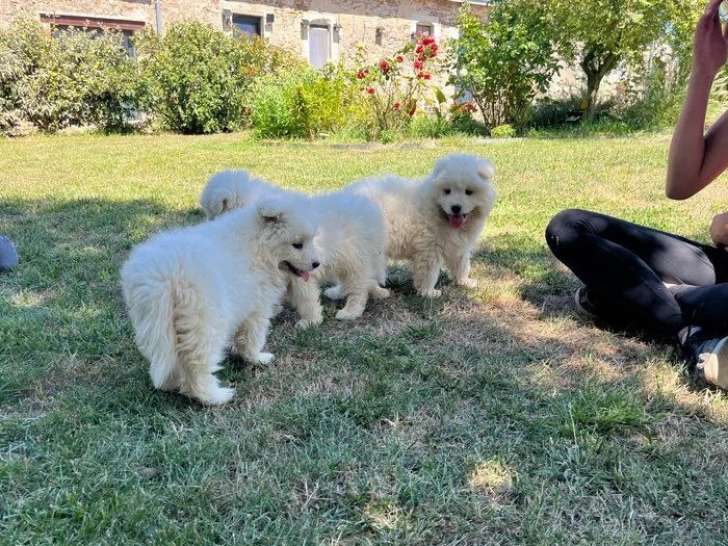 5 chiots Samoyède non LOF de mai 2026 à vendre