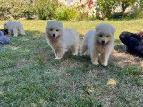 5 chiots Samoyède non LOF de mai 2026 à vendre