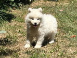 5 chiots Samoyède non LOF de mai 2026 à vendre
