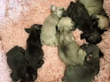 Chiots Bouledogue Français à vendre