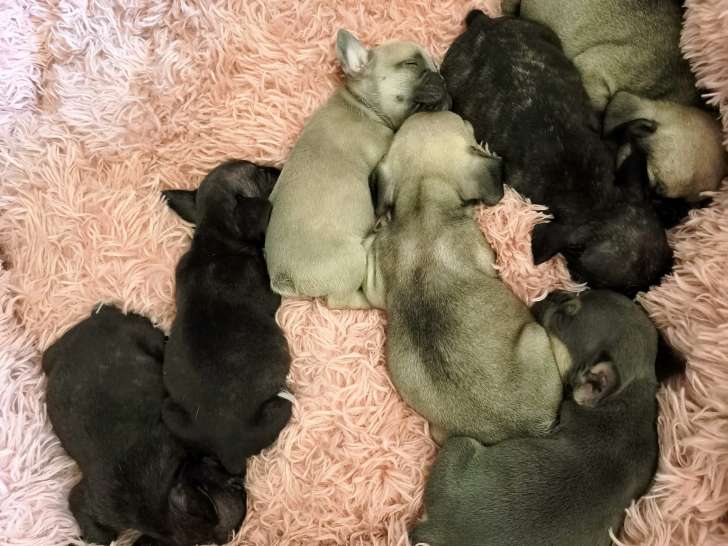 Chiots Bouledogue Français à vendre