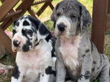 9 chiots Dogue Allemand LOF nés en mai 2026 à réserver