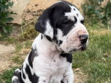 9 chiots Dogue Allemand LOF nés en mai 2026 à réserver