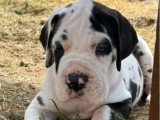 9 chiots Dogue Allemand LOF nés en mai 2026 à réserver