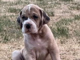 9 chiots Dogue Allemand LOF nés en mai 2026 à réserver