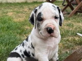 9 chiots Dogue Allemand LOF nés en mai 2026 à réserver