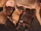 Chiots Petit Brabançon à vendre