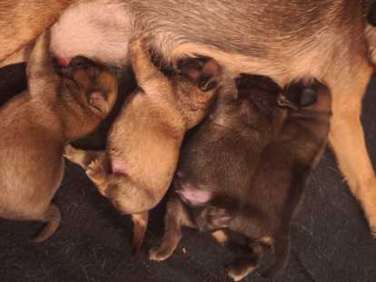 Chiots Petit Brabançon à vendre