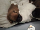 Chiots Petit Brabançon à vendre