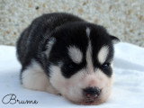 Chiots Husky Sibérien LOF à vendre
