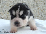 Chiots Husky Sibérien LOF à vendre