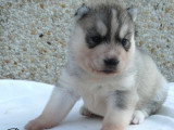 Chiots Husky Sibérien LOF à vendre