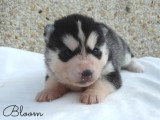 Chiots Husky Sibérien LOF à vendre