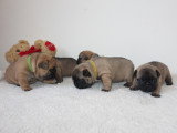 Chiots Bouledogue Français à vendre