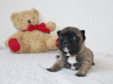 Chiots Bouledogue Français à vendre