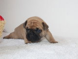 Chiots Bouledogue Français à vendre