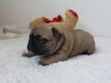 Chiots Bouledogue Français à vendre