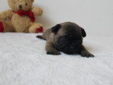 Chiots Bouledogue Français à vendre