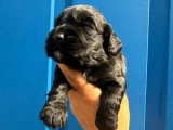 6 Cocker Spaniel Anglais nés en juin 2026 non LOF à vendre