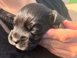 6 Cocker Spaniel Anglais nés en juin 2026 non LOF à vendre