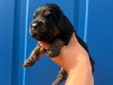 6 Cocker Spaniel Anglais nés en juin 2026 non LOF à vendre