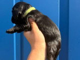 6 Cocker Spaniel Anglais nés en juin 2026 non LOF à vendre