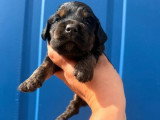 6 Cocker Spaniel Anglais nés en juin 2026 non LOF à vendre