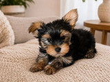 Chiot Yorkshire Terrier mâle LOF né en avril 2026 à vendre