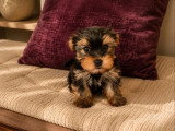 Chiot Yorkshire Terrier mâle LOF né en avril 2026 à vendre