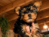 Chiot Yorkshire Terrier mâle LOF né en avril 2026 à vendre