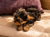 Chiot Yorkshire Terrier mâle LOF né en avril 2026 à vendre