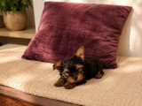 Chiot Yorkshire Terrier mâle LOF né en avril 2026 à vendre